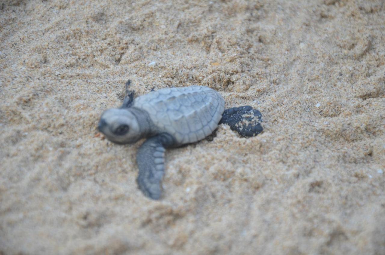 Turtle Beach House Vengurla Eksteriør billede