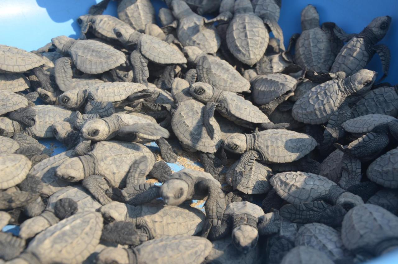 Turtle Beach House Vengurla Eksteriør billede