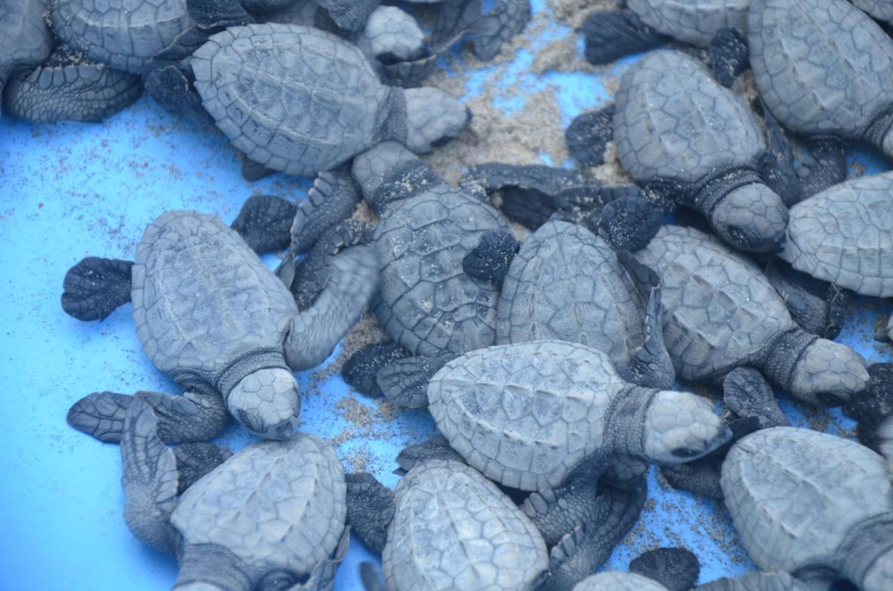 Turtle Beach House Vengurla Eksteriør billede